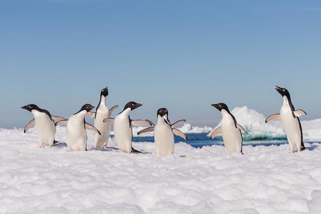 082 Antarctica, Brown Bluff, adeliepinguins.jpg
